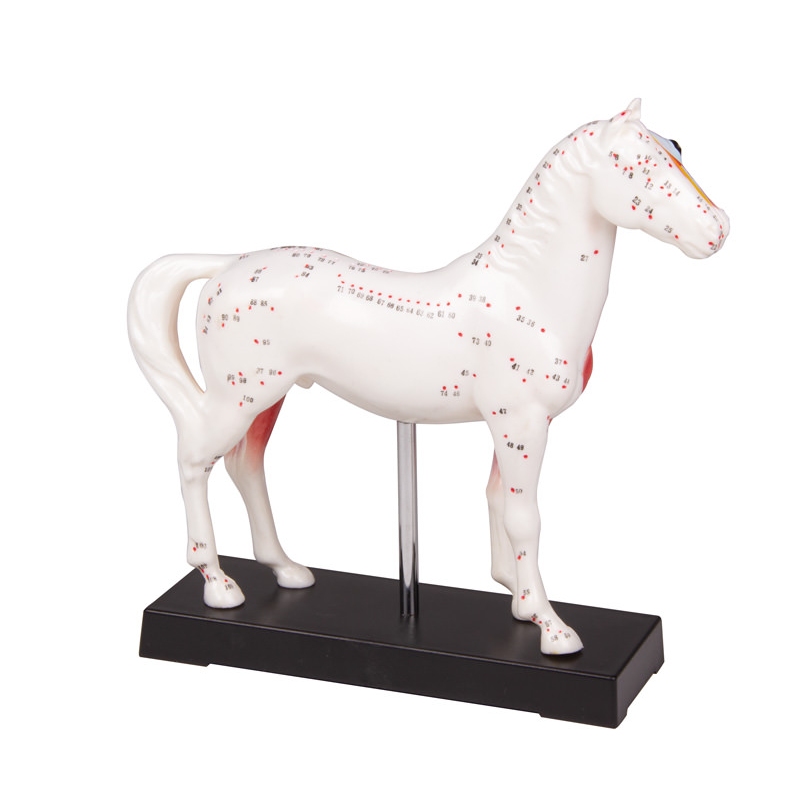 MODEL KONJA ZA AKUPUNKTURO