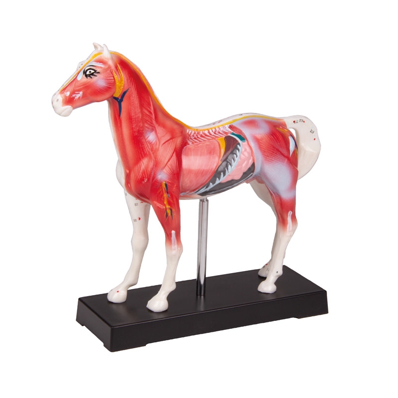 MODEL KONJA ZA AKUPUNKTURO