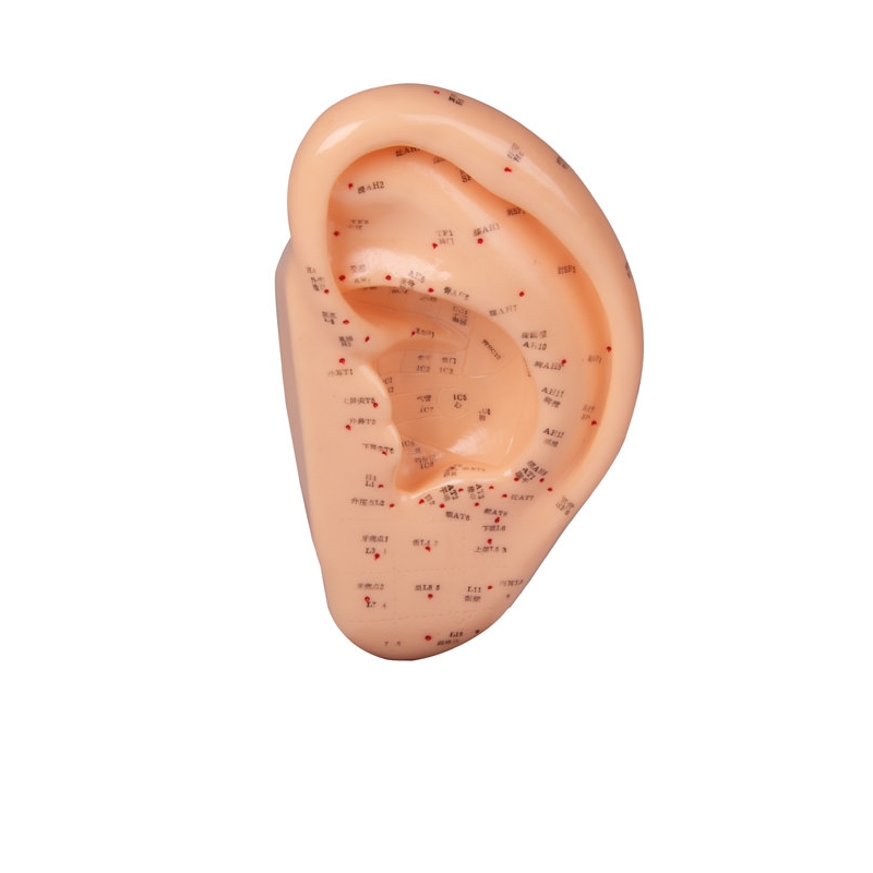 POVEČAN MODEL UŠESA ZA AKUPUNKTURO