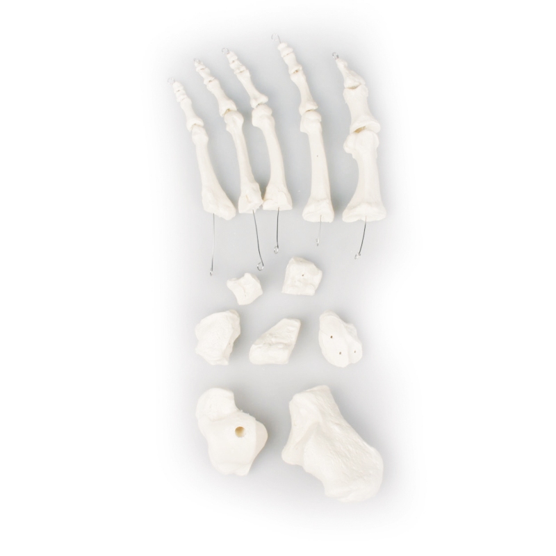 Kosti stopala, nemontirane