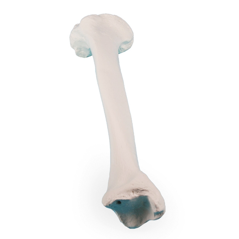Tibia