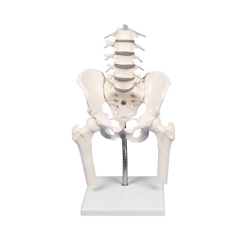 Lumbalna hrbtenica z medenico in stegnenico