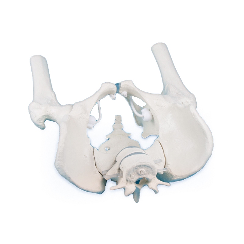 Moška medenica s križnico, dvema ledvenima vretencema in stegnenico
