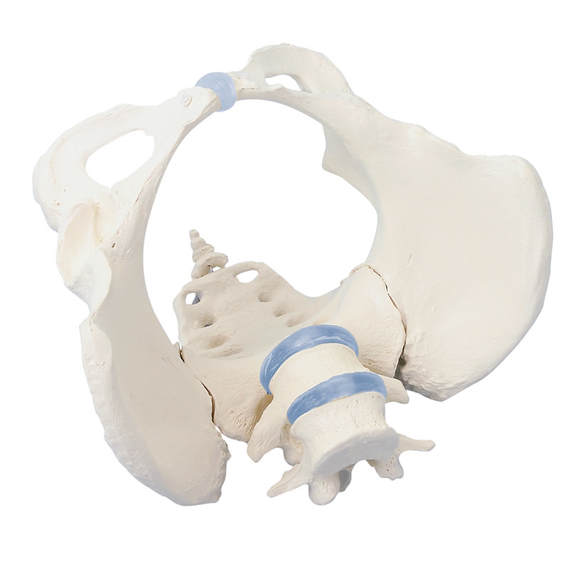 Ženska medenica s križnico in 2 ledvenima vretencema