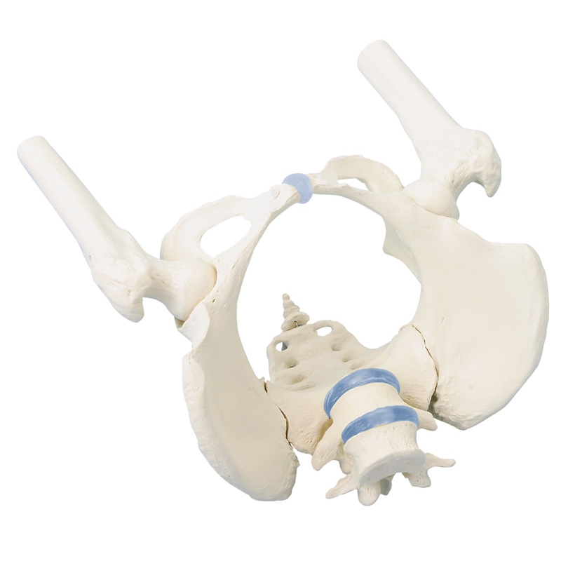 Ženska medenica s križnico, dvema ledvenima vretencema in stegnenico, gibljiva