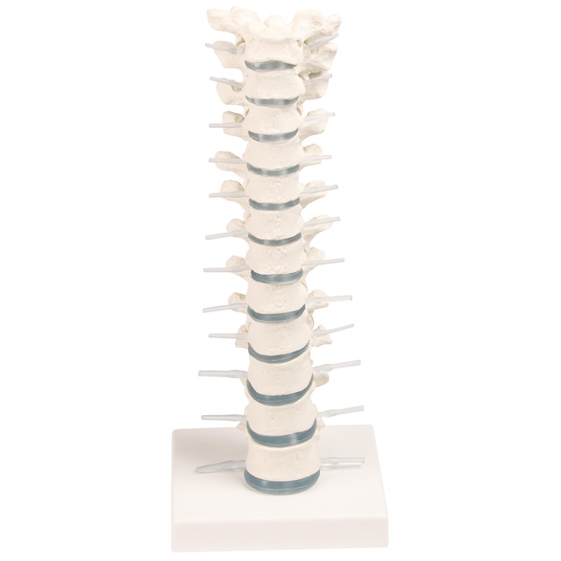 Torakalna hrbtenica s stojalom