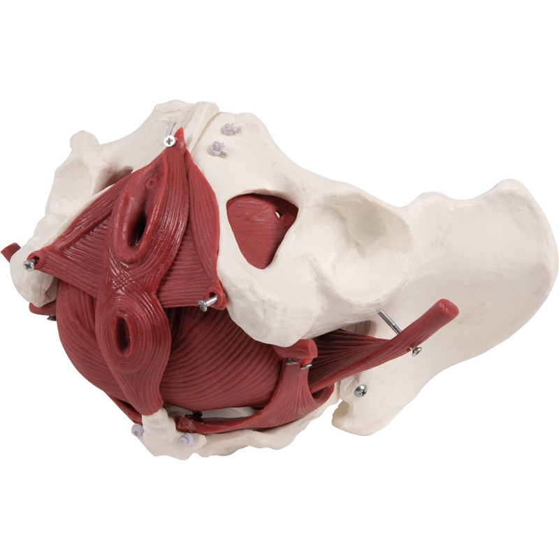 Model ženskega medeničnega dna, 12 delov