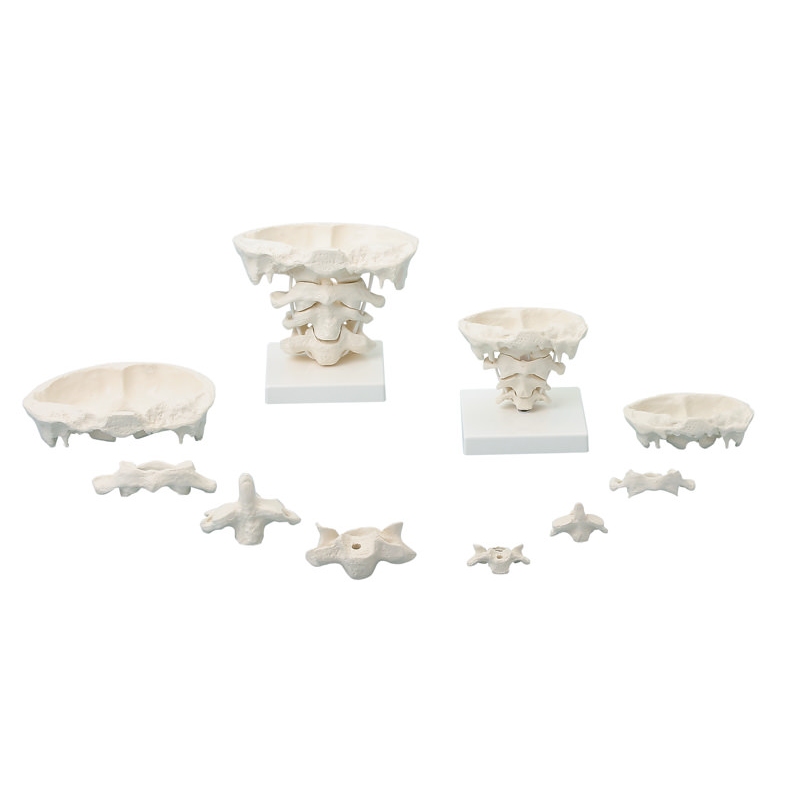 Artikulacije glave, 2 x povečava s stojalom