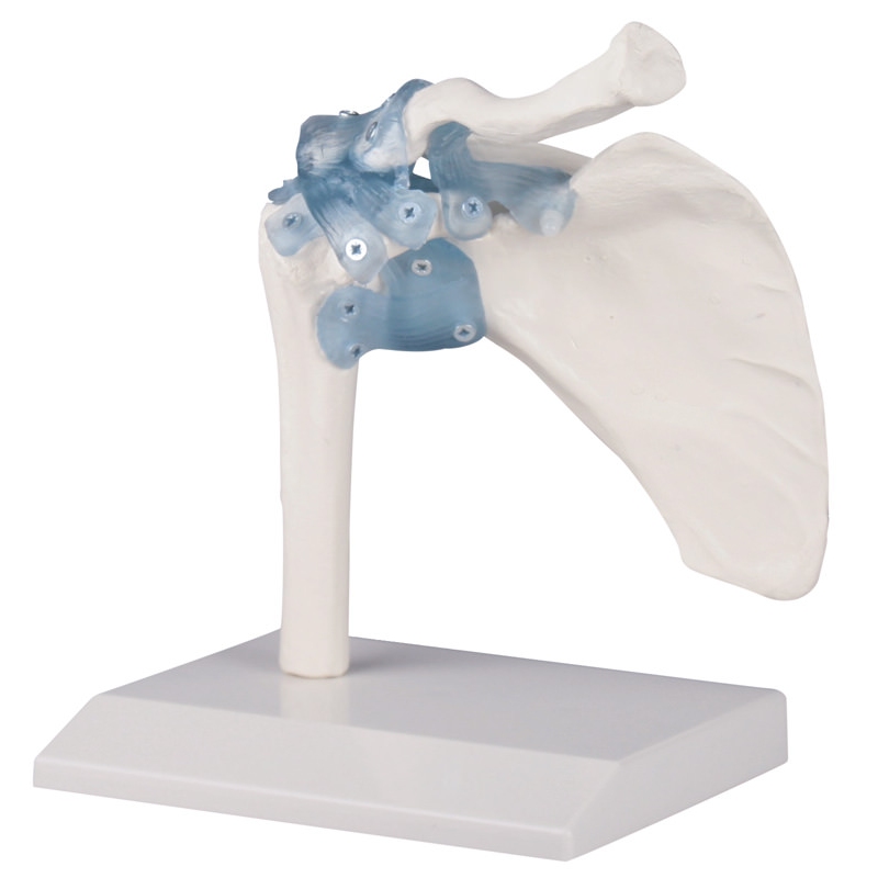 Ramenski sklep z vezmi s stojalom