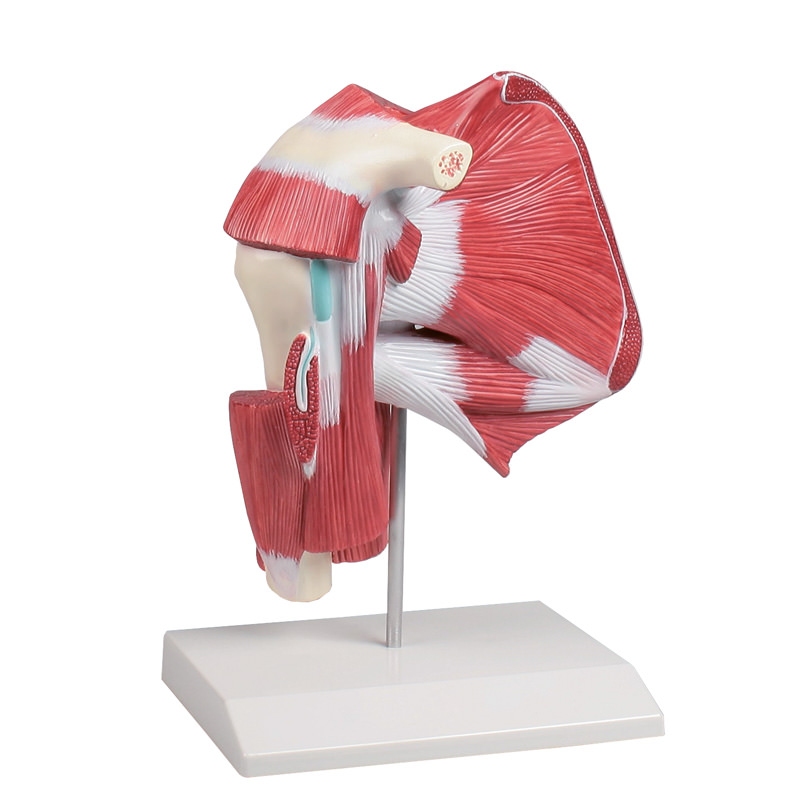 Model rame z globokimi mišicami