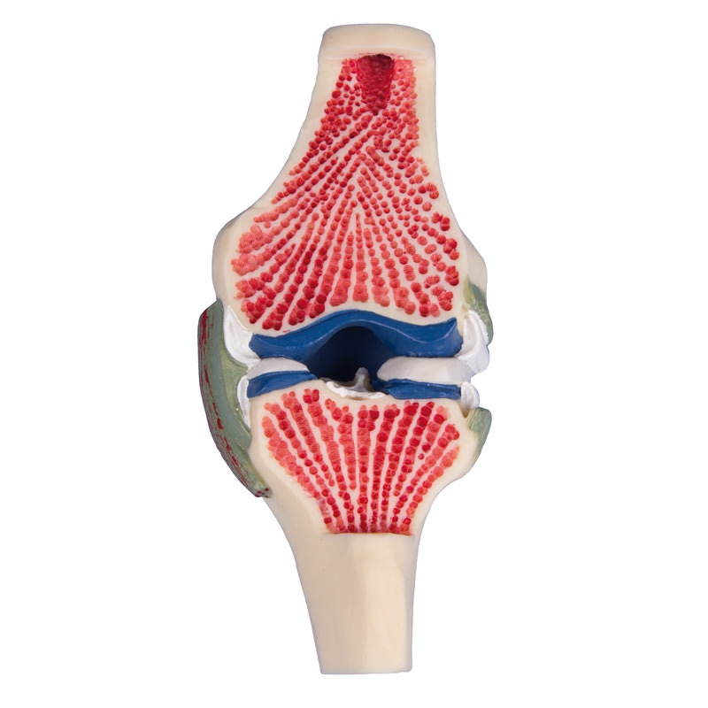 Vzdolžni prerez - model kolena