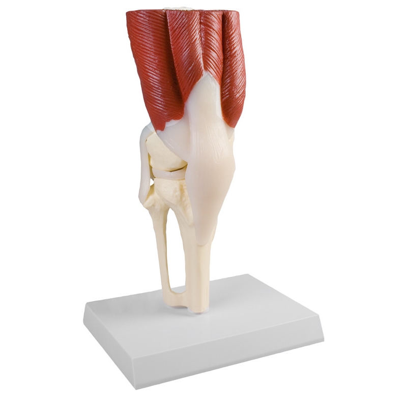 Kolenski sklep, v naravni velikosti, z mišicami