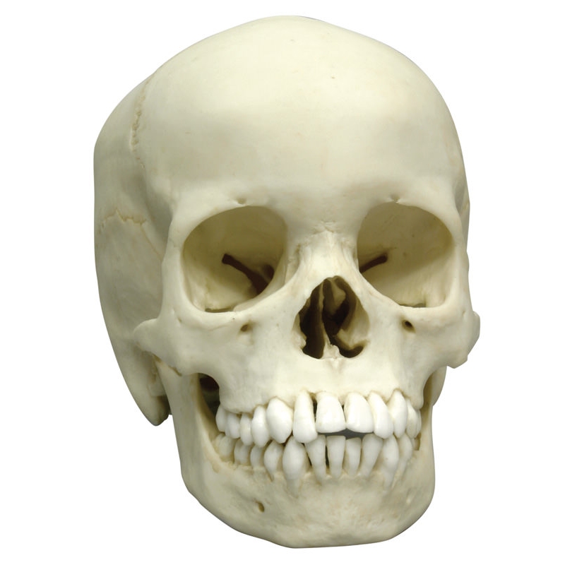 Človeška lobanja, 13 let