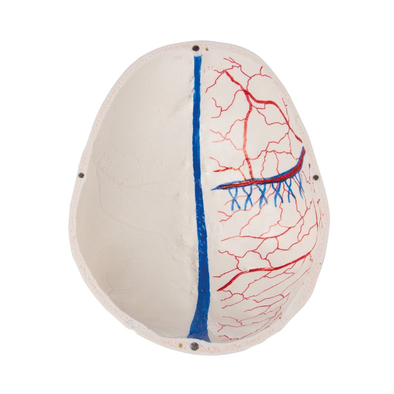 Deluxe demonstracijska lobanja; 14-delna; za napredne študije