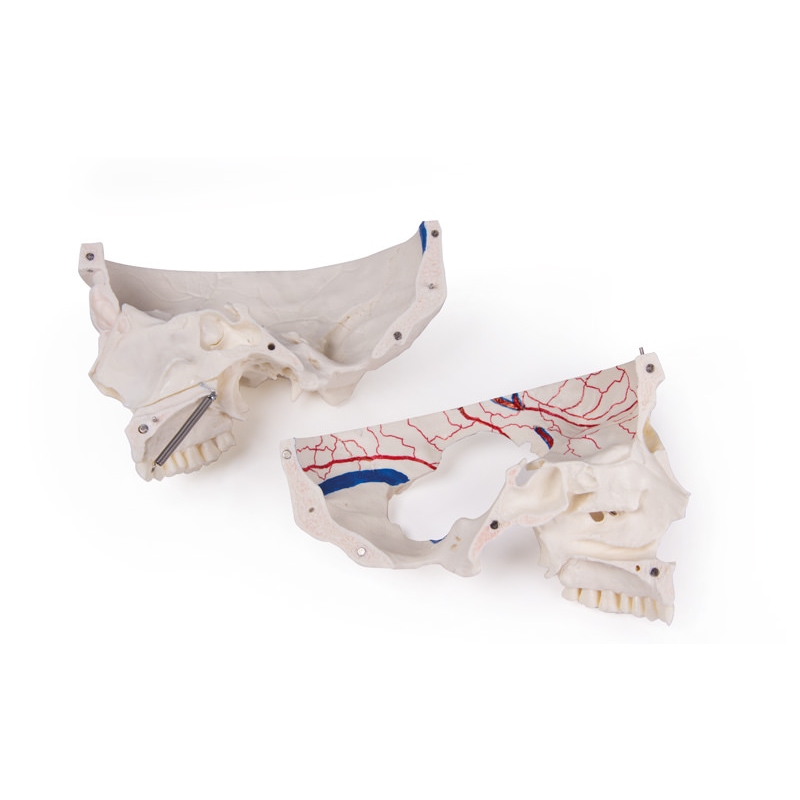 Deluxe demonstracijska lobanja; 14-delna; za napredne študije