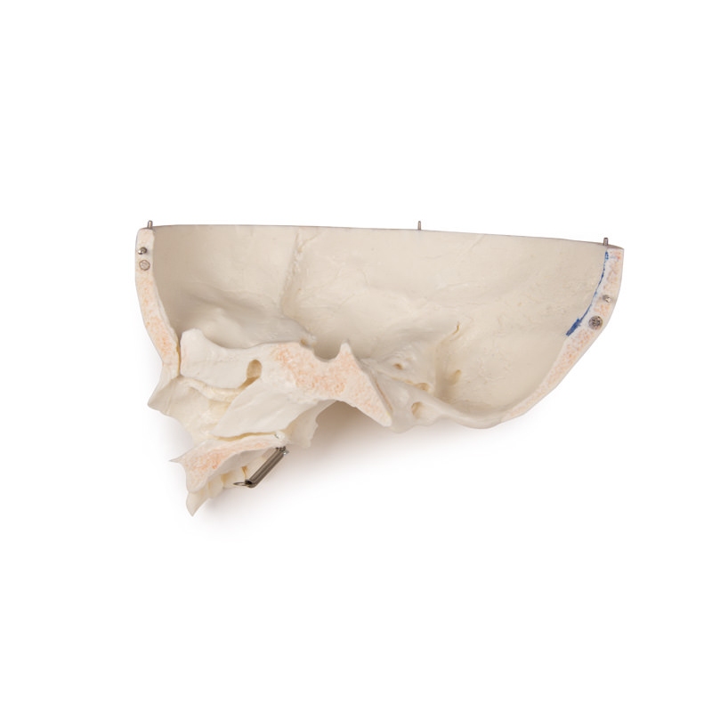 Razkošna demonstracija Otroška lobanja; 14 kosov; za napredne študije