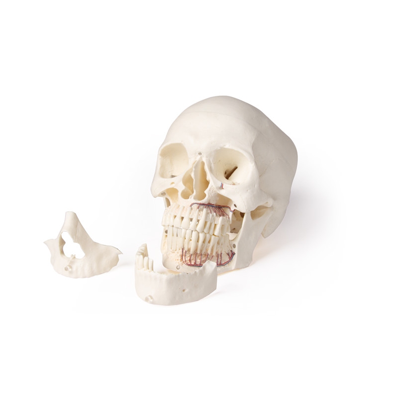 Model lobanje za zobozdravstvo in oralno kirurgijo, 5 delov