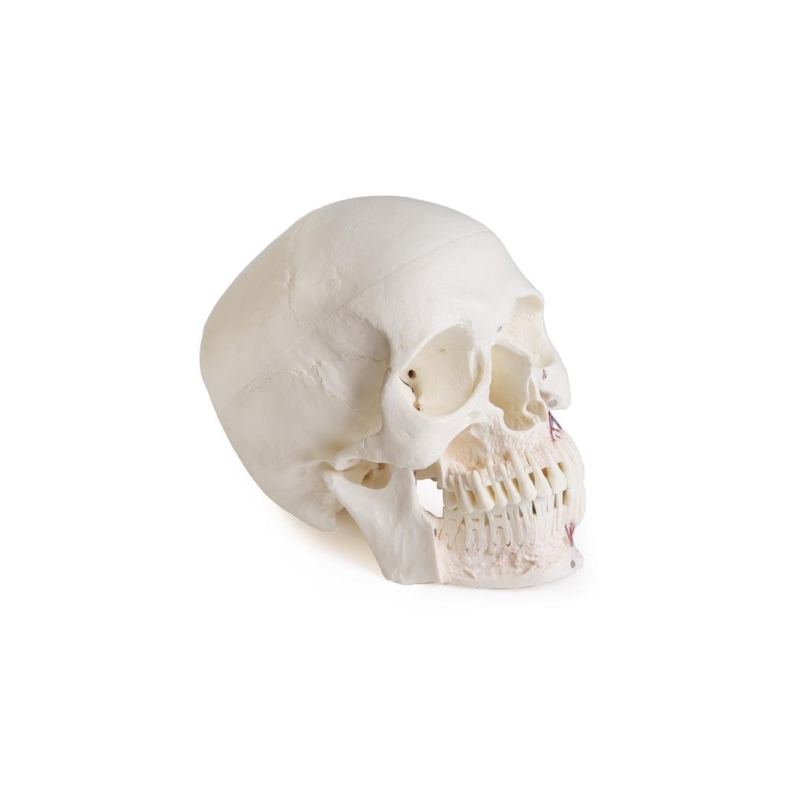 Model lobanje za zobozdravstvo s sindromom TMD, 8 delov