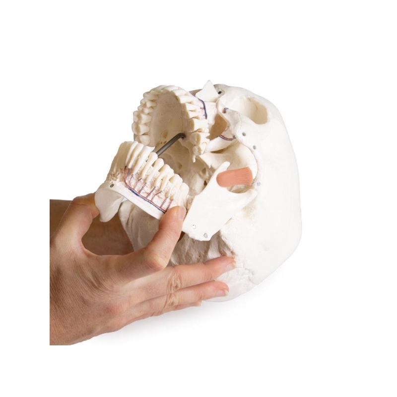 Model lobanje za zobozdravstvo s sindromom TMD, 8 delov