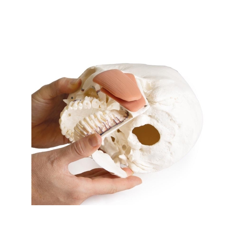 Model lobanje za zobozdravstvo s sindromom TMD, 8 delov