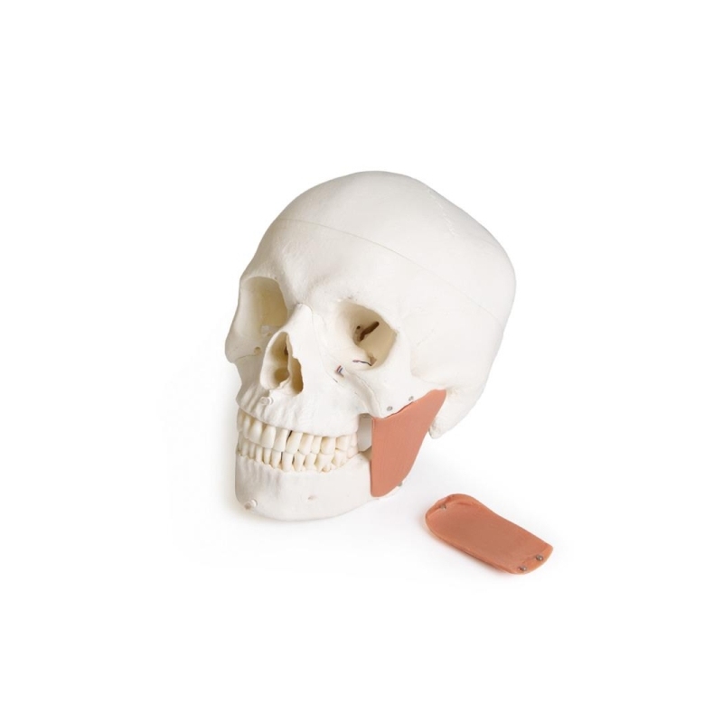 Model lobanje za zobozdravstvo s sindromom TMD, 8 delov