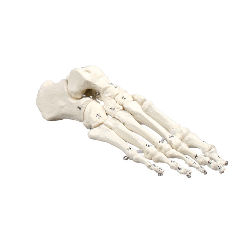 Skelet stopala, oštevilčen