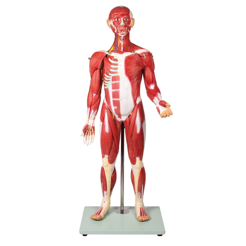Mišična figura, 30 delov, 85 cm