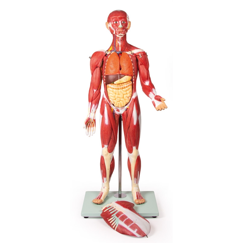 Mišična figura, 30 delov, 85 cm