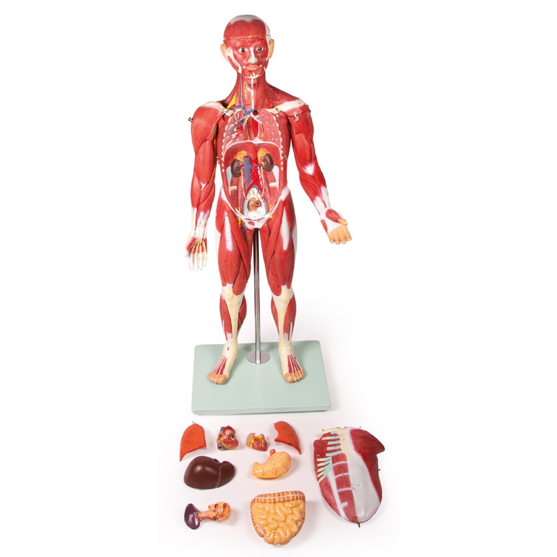 Mišična figura, 30 delov, 85 cm