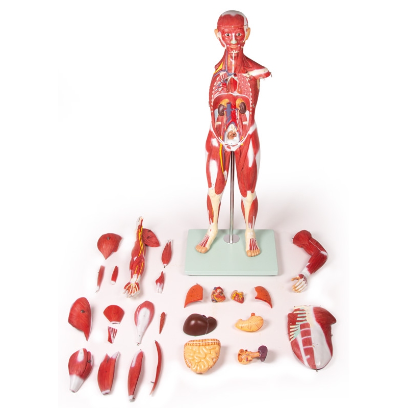 Mišična figura, 30 delov, 85 cm
