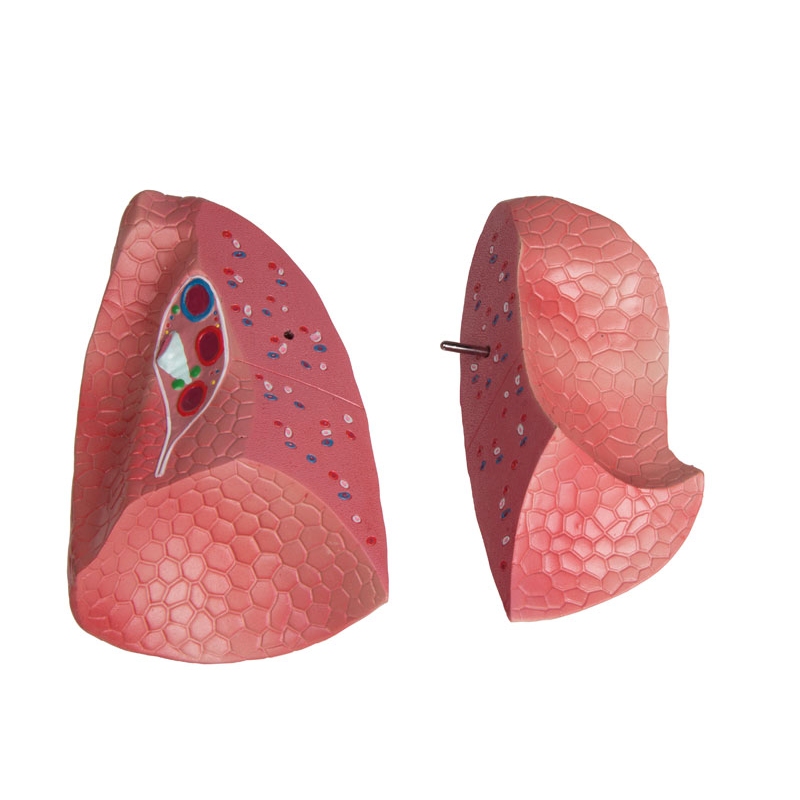 Torzo z odprtim hrbtom, 27-delni, dvospolni
