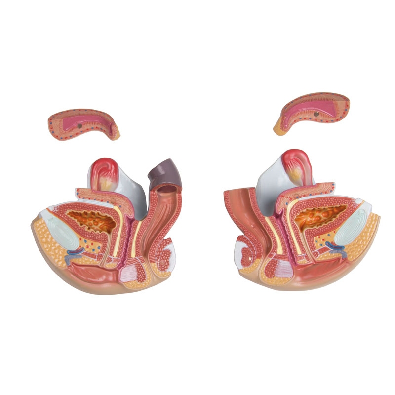 Torzo z odprtim hrbtom, 27-delni, dvospolni
