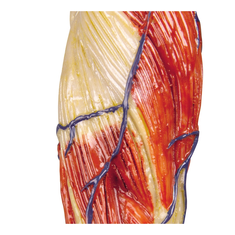 Mišična figura, 30 delov, 85 cm