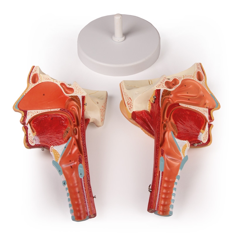 Glava z grlom in žrelom