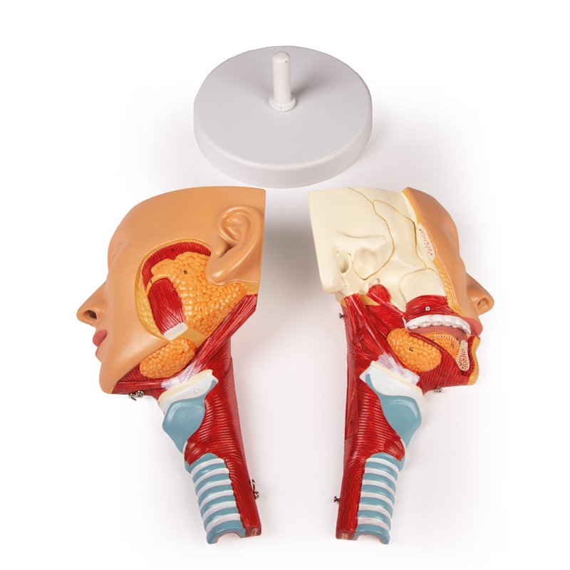Glava z grlom in žrelom