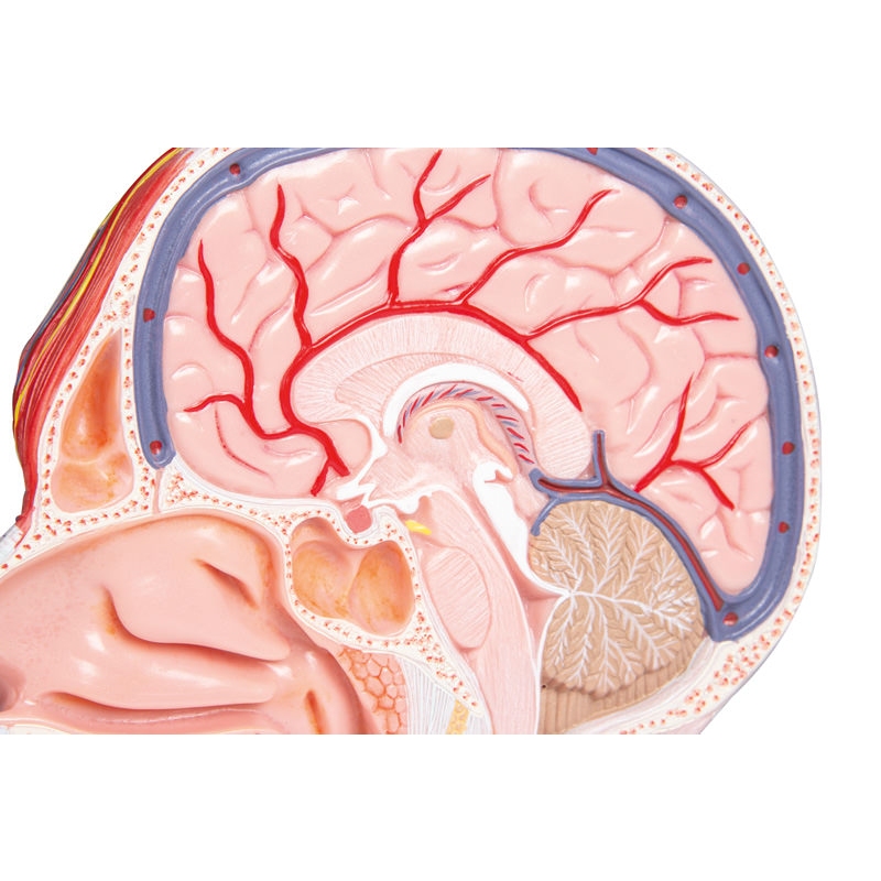 polovica glave, v naravni velikosti