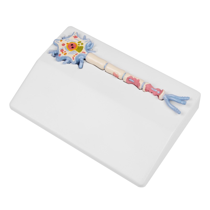 Neuron model with stages of multiple sclerosis - EZ Augmented Anatomy