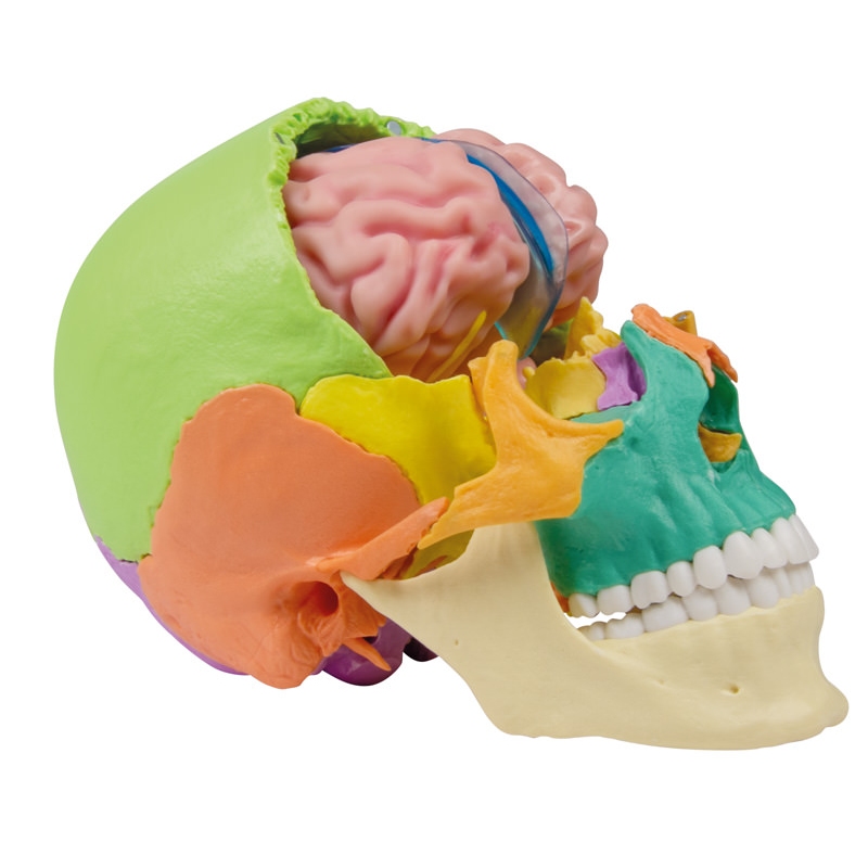 Anatomski model možganov v naravni velikosti, 5 delov - EZ Augmented Anatomy
