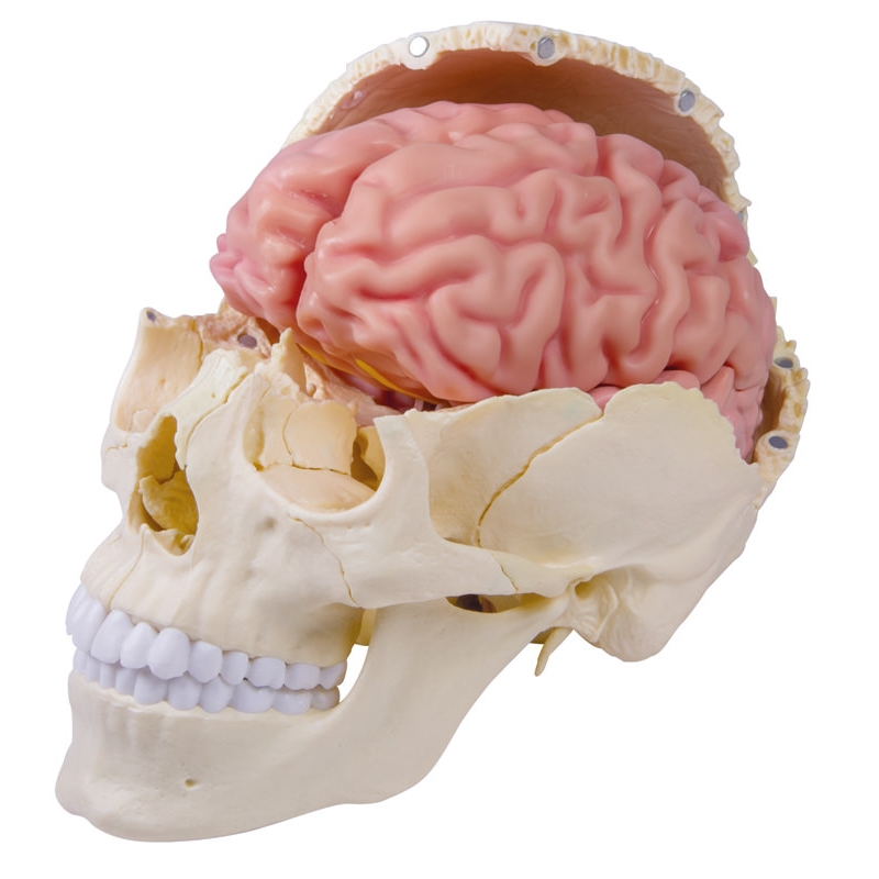 Anatomski model možganov v naravni velikosti, 5 delov - EZ Augmented Anatomy