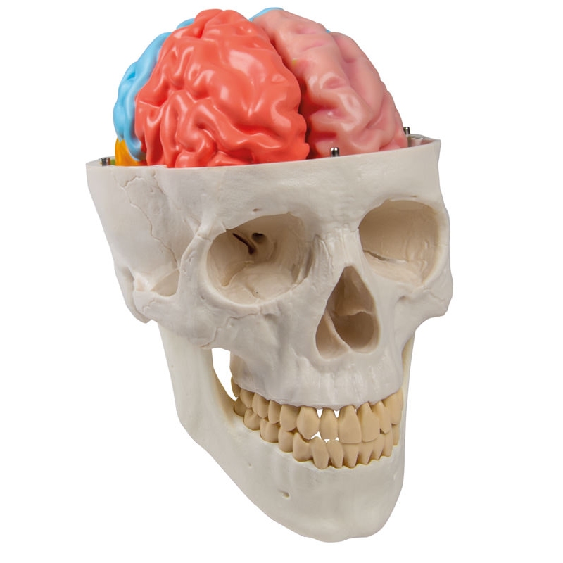 Funkcionalni in regionalni model možganov, v naravni velikosti, 5 delov - EZ Augmented Anatomy