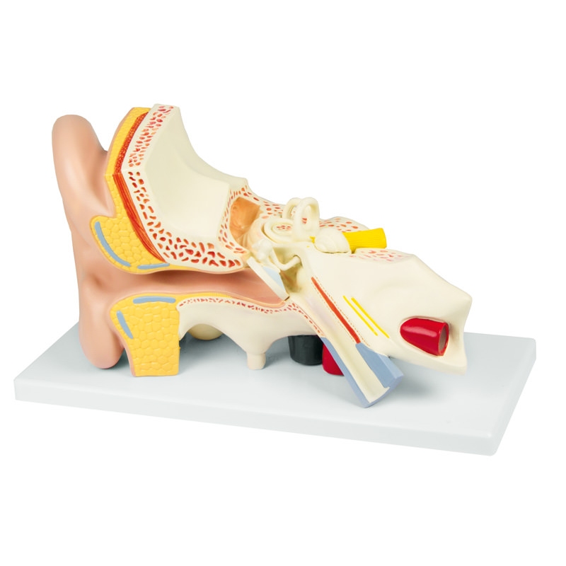 Uho, 3-krat večja velikost, 4 deli - EZ Augmented Anatomy