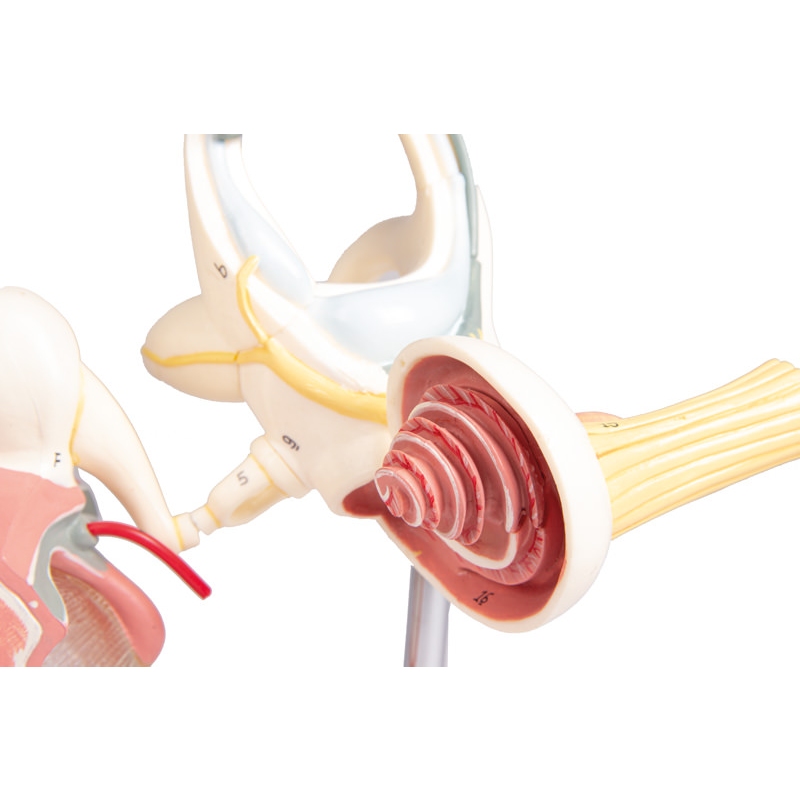 Labirint s koščicami in timpanično membrano