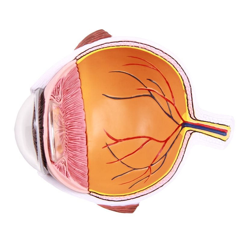 Povečana polovica očesa - EZ Augmented Anatomy