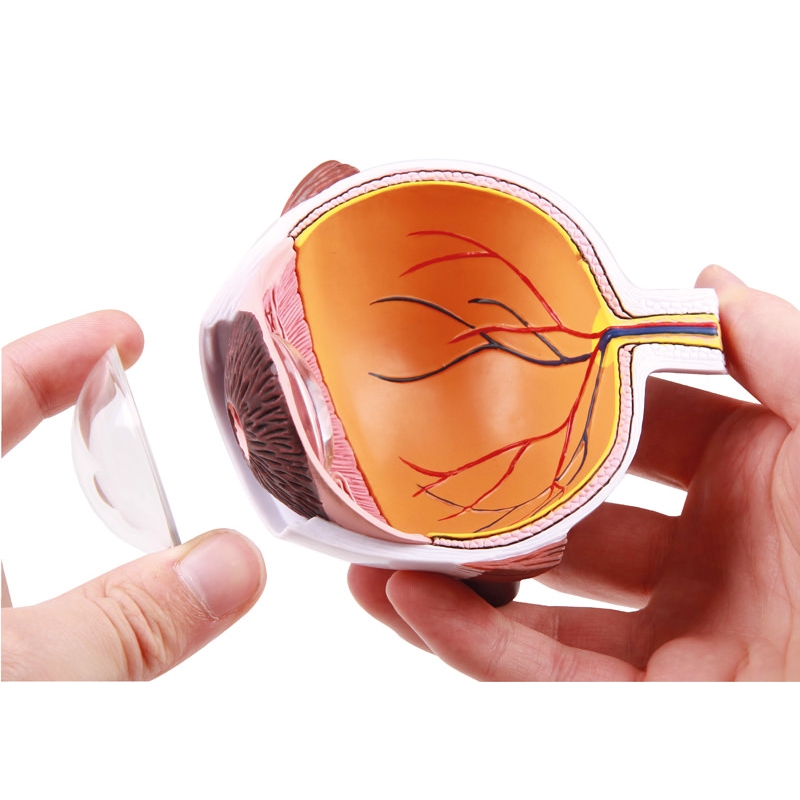 Povečana polovica očesa - EZ Augmented Anatomy