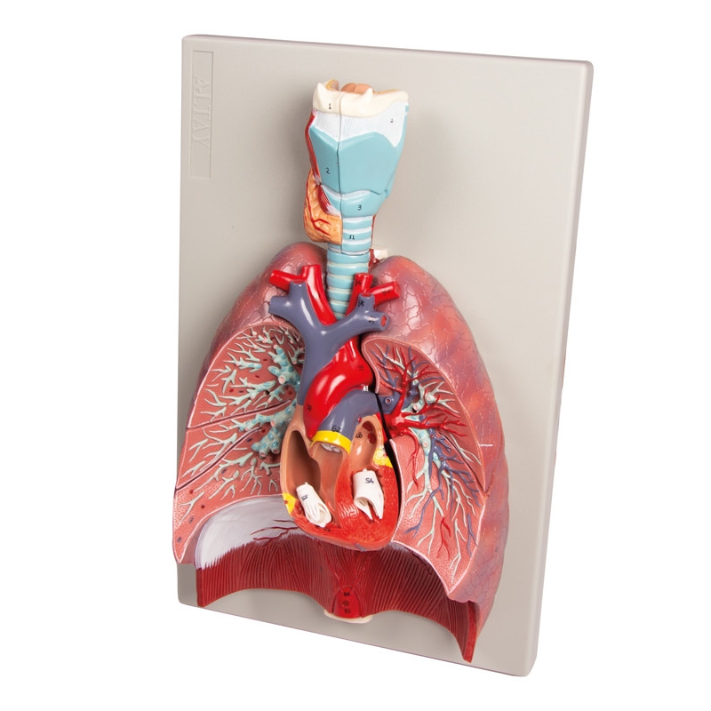 Pljuča, srce in žrelo, 7 delov