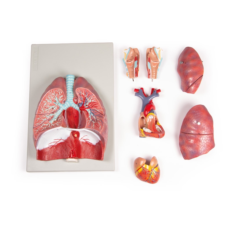 Pljuča, srce in žrelo, 7 delov