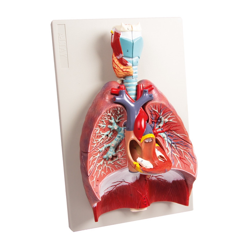 Pljuča, srce in žrelo, 7 delov