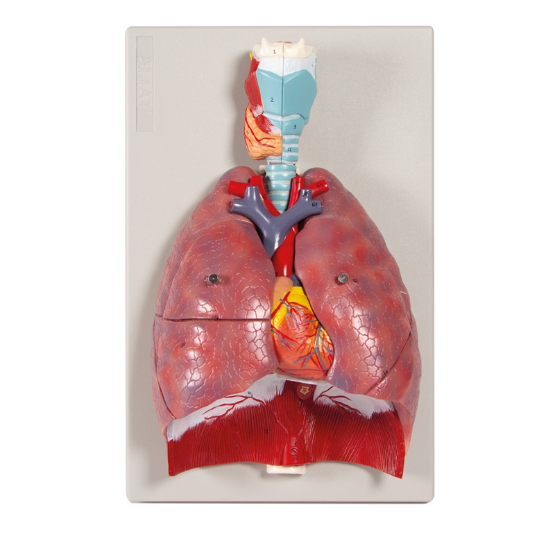 Pljuča, srce in žrelo, 7 delov