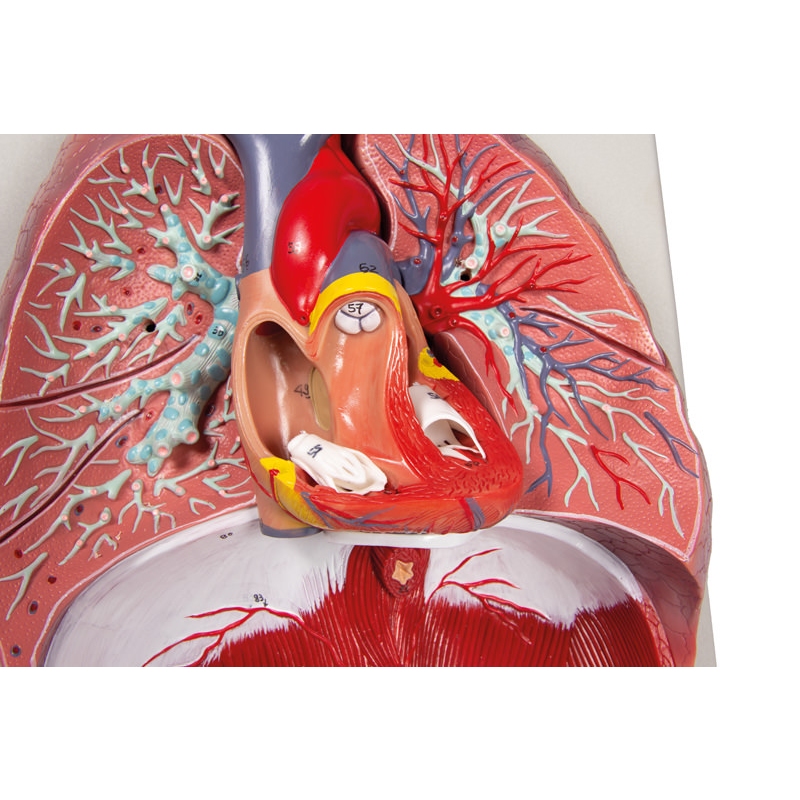 Pljuča, srce in žrelo, 7 delov