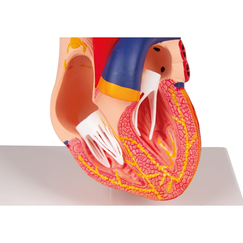 Model srca, 2 dela, s prevodnim sistemom